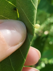 Caryomyia cilidolium