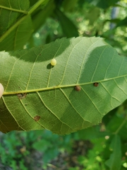 Caryomyia cilidolium