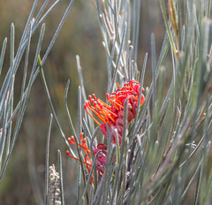 Grevillea cagiana