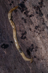 Bipalium vagum