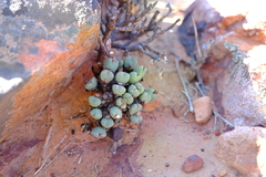 Conophytum bilobum