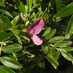 Mundulea sericea