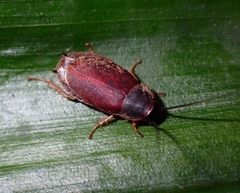Diploptera punctata