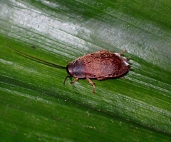 Diploptera punctata
