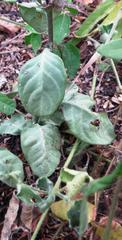 Crossandra zuluensis