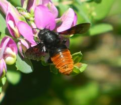 Megachilini