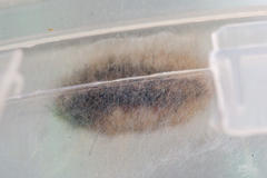 Bracharoa quadripunctata