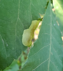 Cameraria caryaefoliella