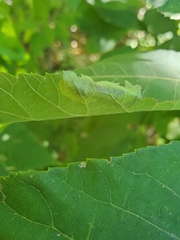 Cameraria caryaefoliella