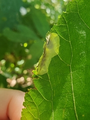 Cameraria caryaefoliella