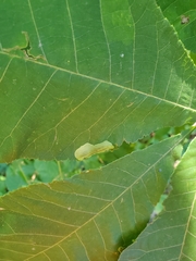 Cameraria caryaefoliella