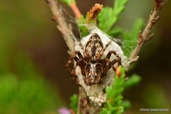 Oxyopes ramosus