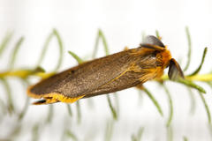 Bracharoa quadripunctata