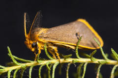 Bracharoa quadripunctata