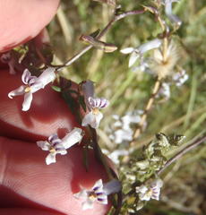 Cyphia digitata digitata