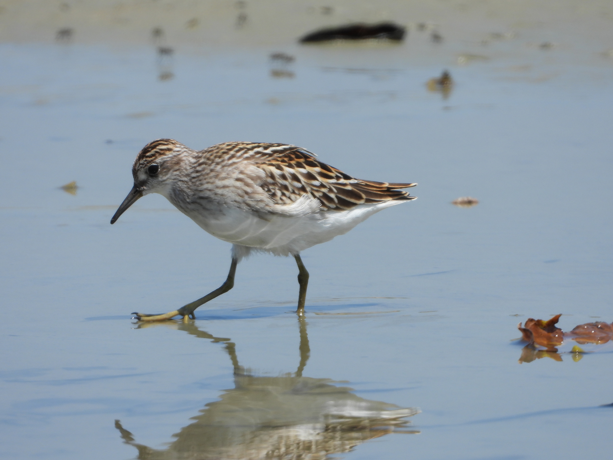 Long-toed Stint (Calidris subminuta)
