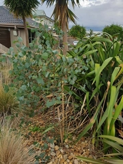 Eucalyptus baueriana thalassina