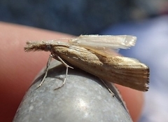 Agriphila