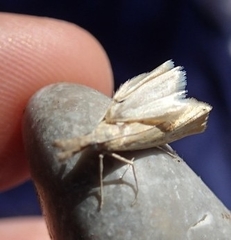 Agriphila