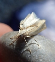 Agriphila