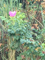 Rosa rugosa