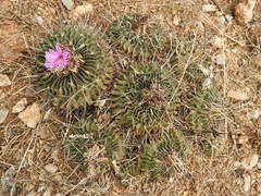 Echinofossulocactus lamellosus