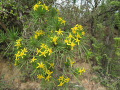 Euryops brevipapposus