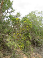 Euryops brevipapposus