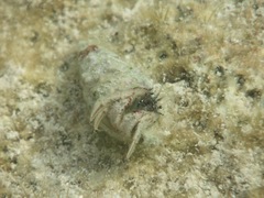Paguristes tortugae