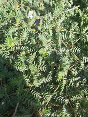 Tribulus terrestris
