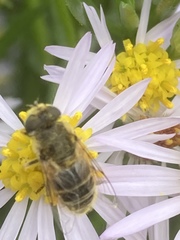 Eristalis arbustorum