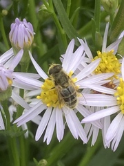 Eristalis arbustorum