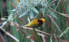 Ploceus taeniopterus