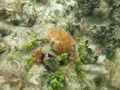 Ecteinascidia turbinata