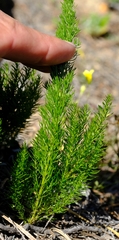 Asparagus alopecurus
