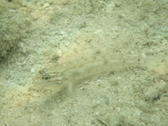 Coryphopterus glaucofraenum