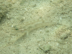 Coryphopterus glaucofraenum