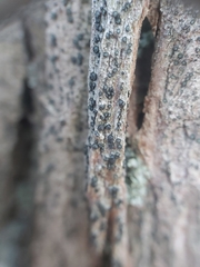 Cresponea chloroconia