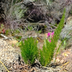 Asparagus alopecurus