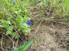 Lysimachia arvensis caerulea