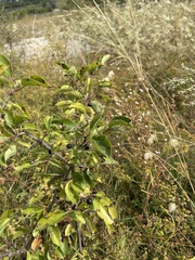Rhamnus cathartica