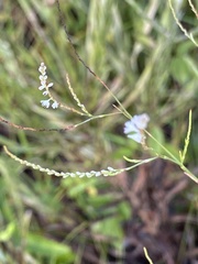 Polygonella ciliata