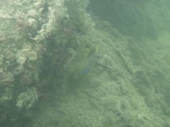 Holacanthus bermudensis