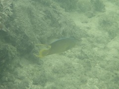 Holacanthus bermudensis