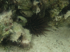 Echinometra lucunter