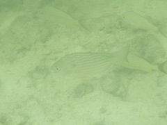 Archosargus rhomboidalis