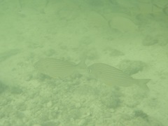 Archosargus rhomboidalis