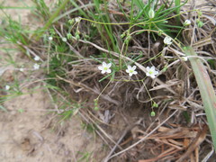 Pharnaceum dichotomum