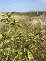 Rhamnus cathartica