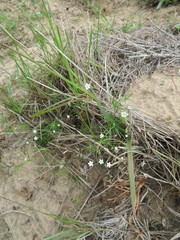 Pharnaceum dichotomum